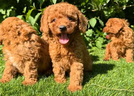 Poodle puppy for sale: Three playful Poodle puppies with curly reddish-brown coats in grass