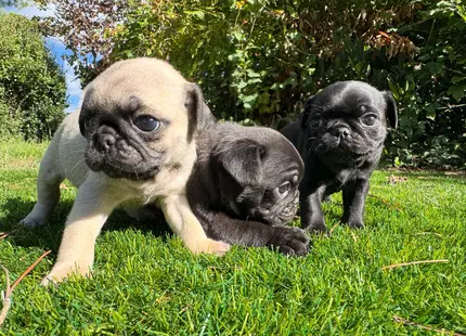 Pug puppy for sale: Three Pugs, one fawn and two black, playing on grass