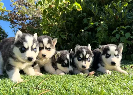 Siberian Husky puppy for sale: Five Siberian Husky puppies with blue eyes on green grass