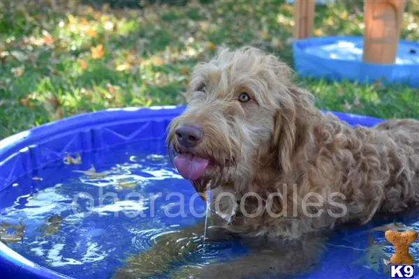 Goldendoodles stud dog