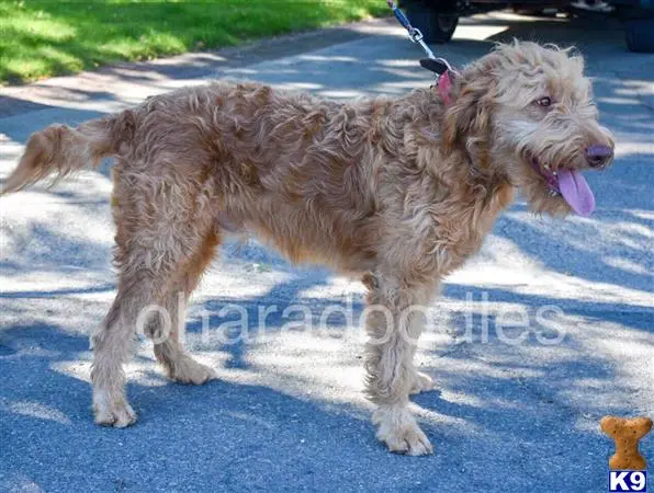 Goldendoodles stud dog