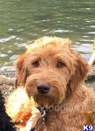 Goldendoodles stud dog