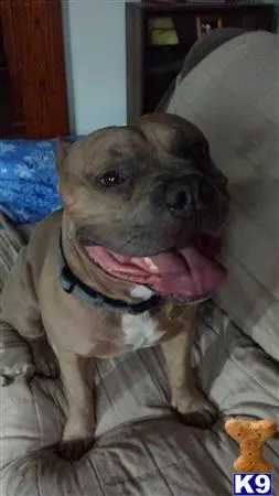 American Pit Bull