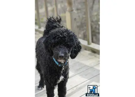 a black goldendoodles dog with a blue collar