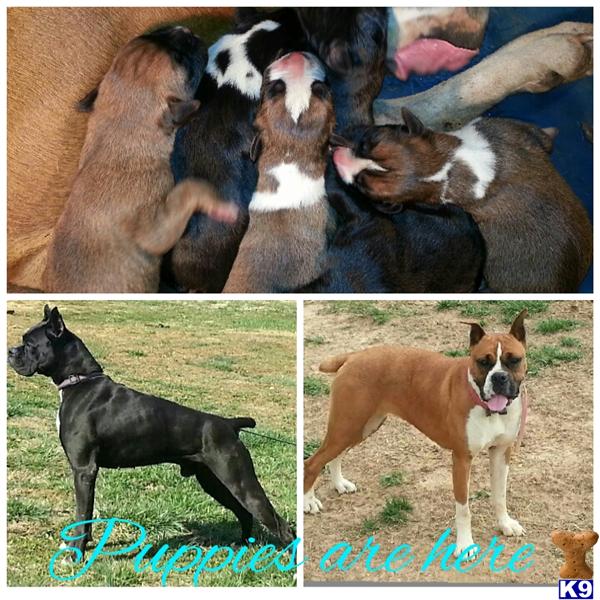 boxer puppies for sale in tn boxer puppies for sale in tennessee boxer puppies for sale in tn boxer puppies for sale in tennessee