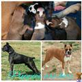 boxer puppy posted by carrieshrout1