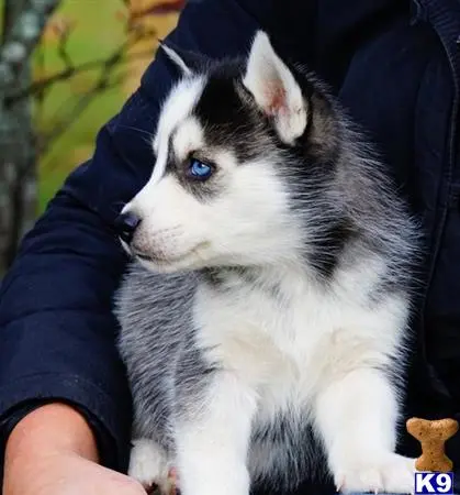 Siberian Husky puppy for sale