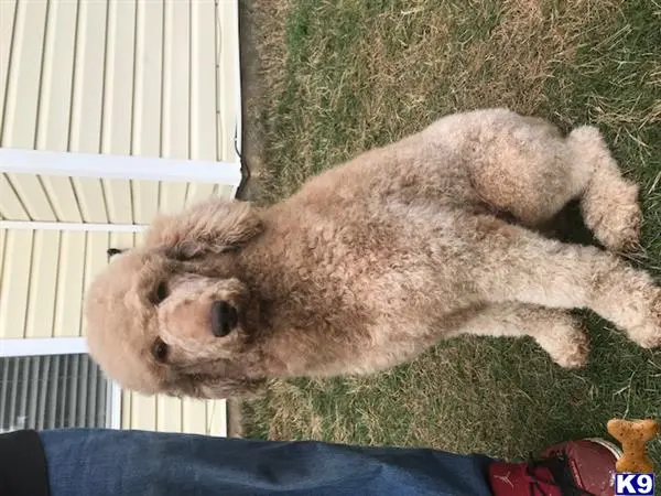 Poodle stud dog