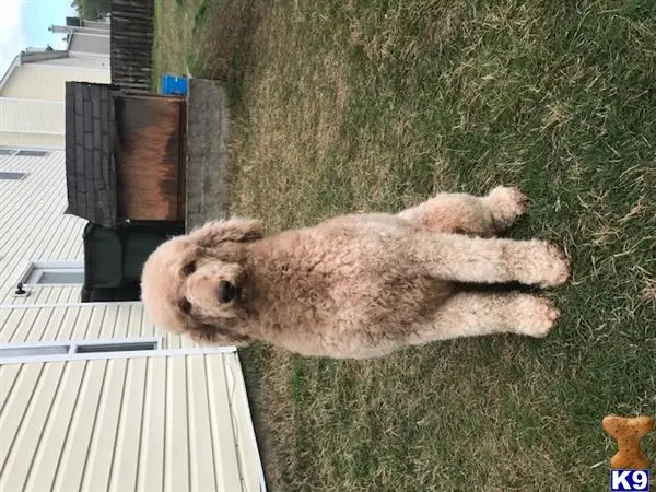 Poodle stud dog