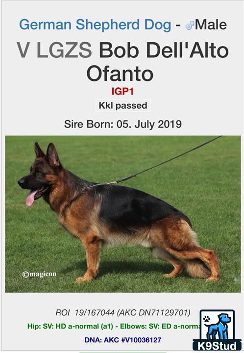 a german shepherd dog on a leash