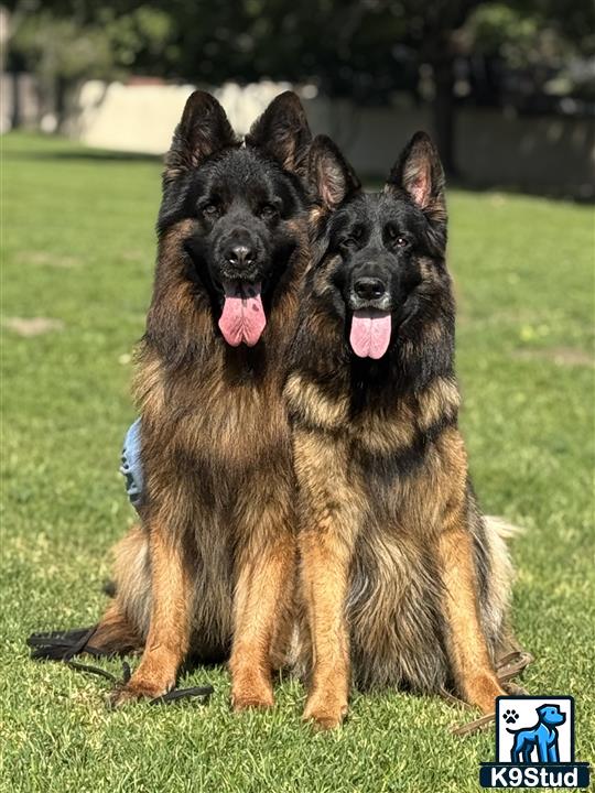 a couple of german shepherd dogs sitting on grass