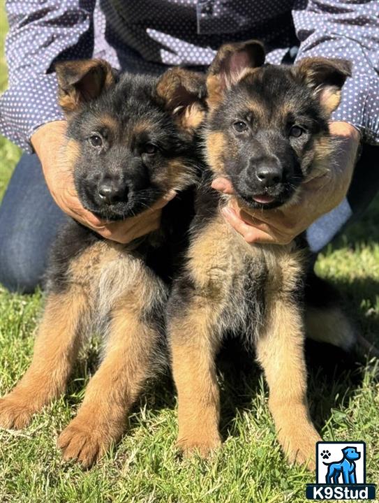 a couple of german shepherd puppies