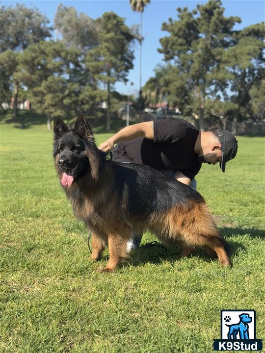a person lying on a german shepherd dog