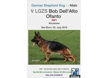 a german shepherd dog on a leash