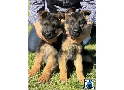 a couple of german shepherd puppies