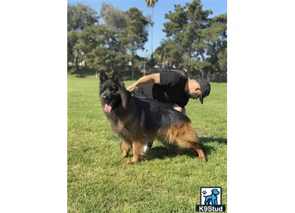 a person lying on a german shepherd dog