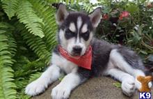 Siberian Husky