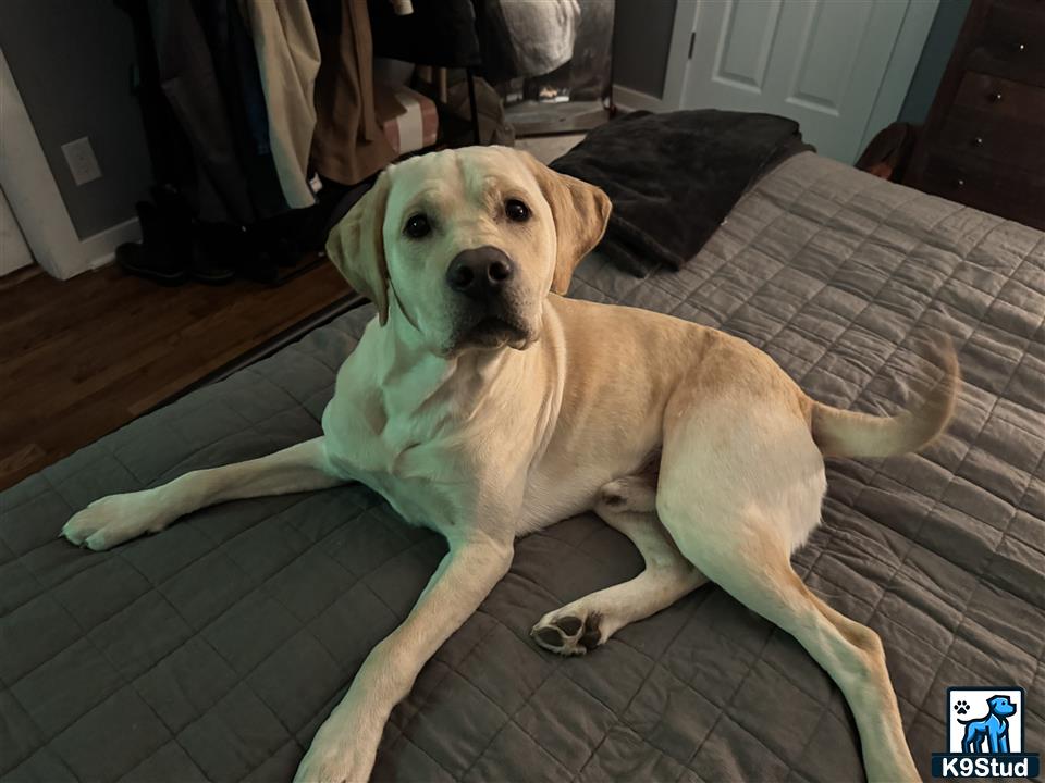 a labrador retriever dog lying on a couch