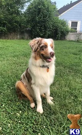 Australian Shepherd stud dog