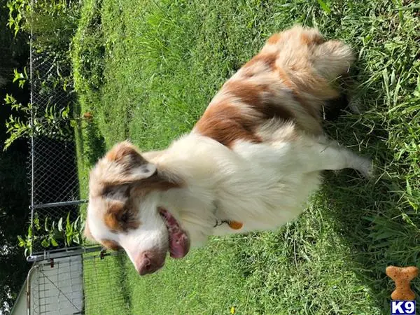 Australian Shepherd stud dog