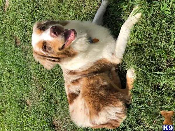 Australian Shepherd stud dog