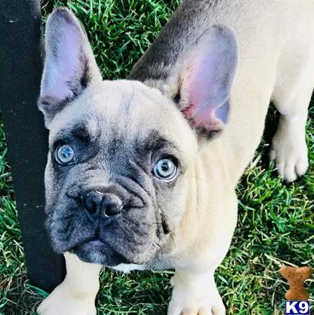 French Bulldog stud dog