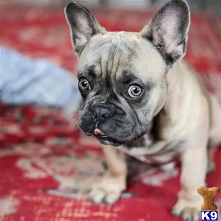 French Bulldog stud dog