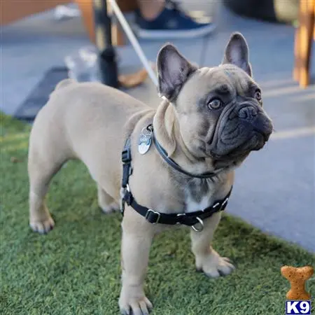 French Bulldog stud dog