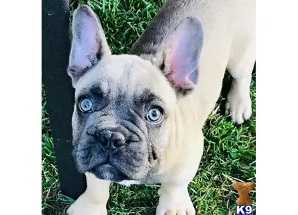 French Bulldog