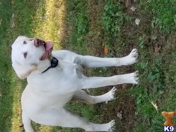 Labrador Retriever stud dog