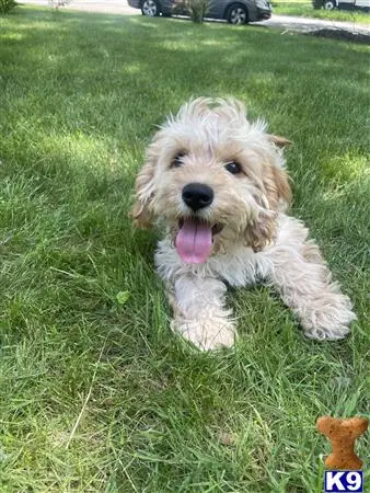 Cockapoos stud dog