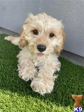 Cockapoos stud dog