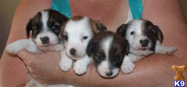 jack russell terrier puppy posted by cashortjackrussells