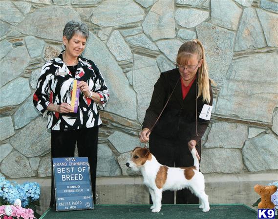 Jack Russell Terrier