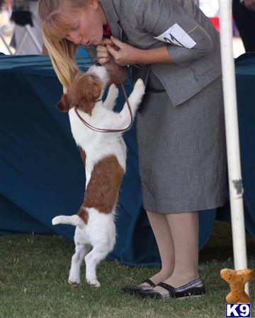 Jack Russell Terrier stud dog