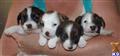 jack russell terrier puppy posted by cashortjackrussells
