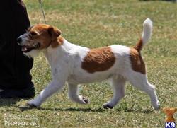 jack russell terrier puppy posted by cashortjackrussells