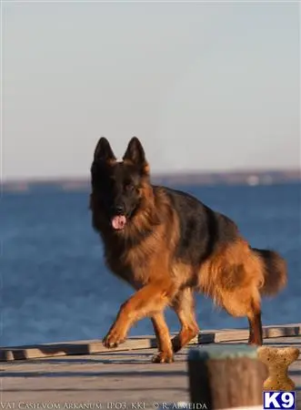 German Shepherd stud dog