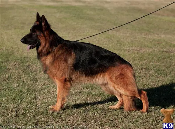 German Shepherd stud dog