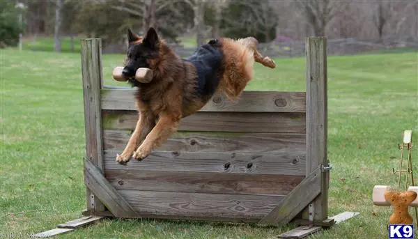 German Shepherd stud dog