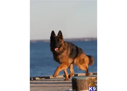 German Shepherd