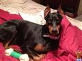Doberman Pinscher female dog: Black and tan Doberman Pinscher lying on a red bedspread