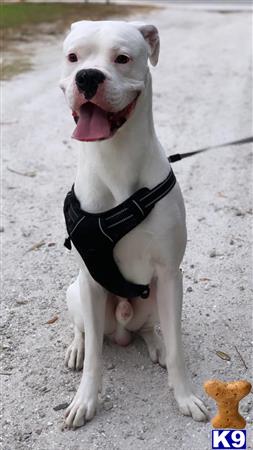 a boxer dog wearing a harness