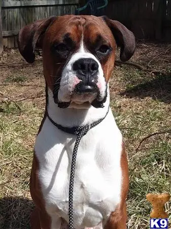 Boxer stud dog