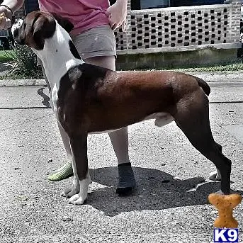 Boxer stud dog