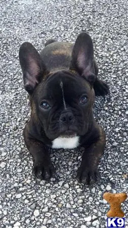 French Bulldog stud dog