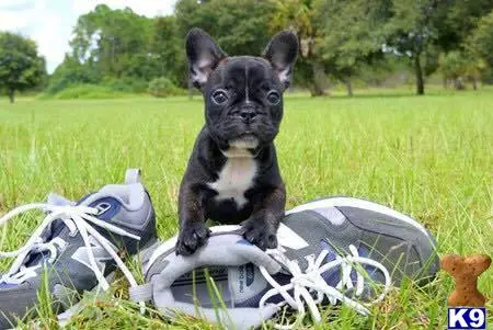 French Bulldog stud dog