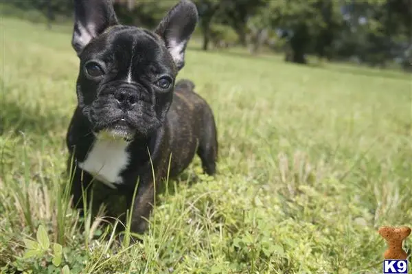 French Bulldog stud dog