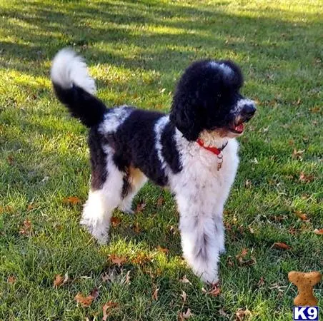Poodle stud dog: a poodle dog standing on grass