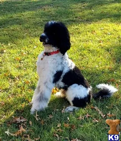 Poodle stud dog: a poodle dog sitting in the grass